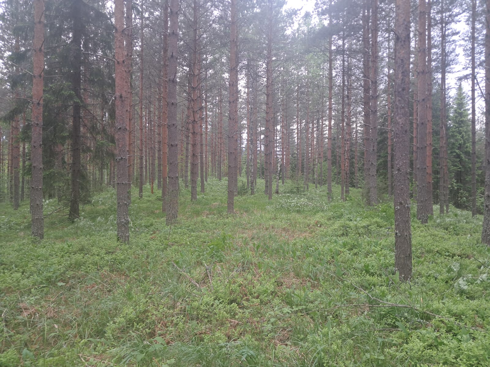 Forest work
