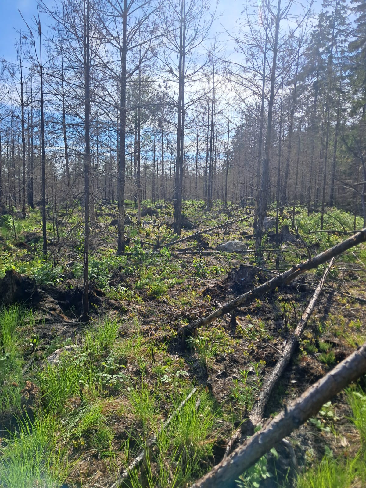 Forest work