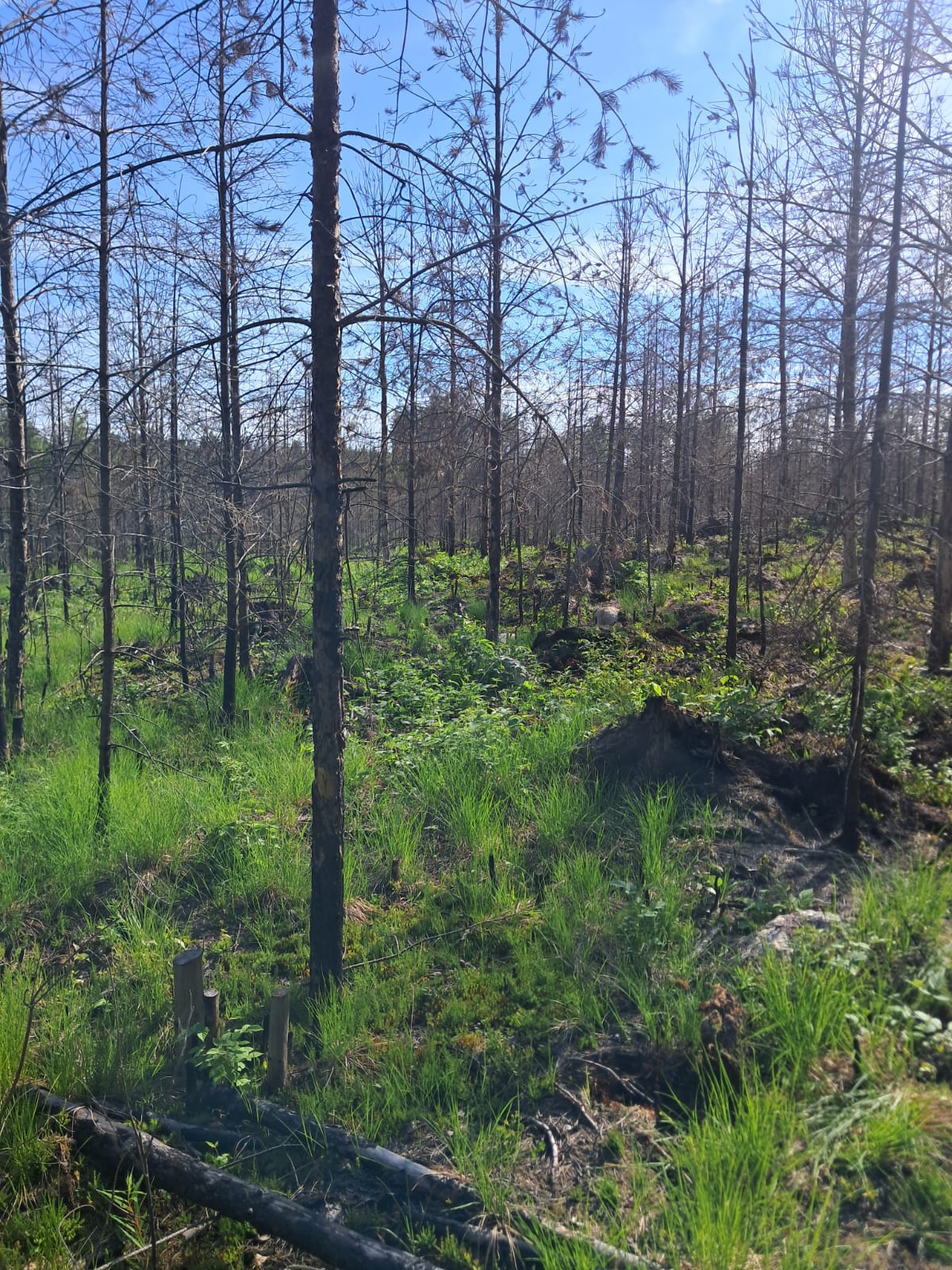 Forest work