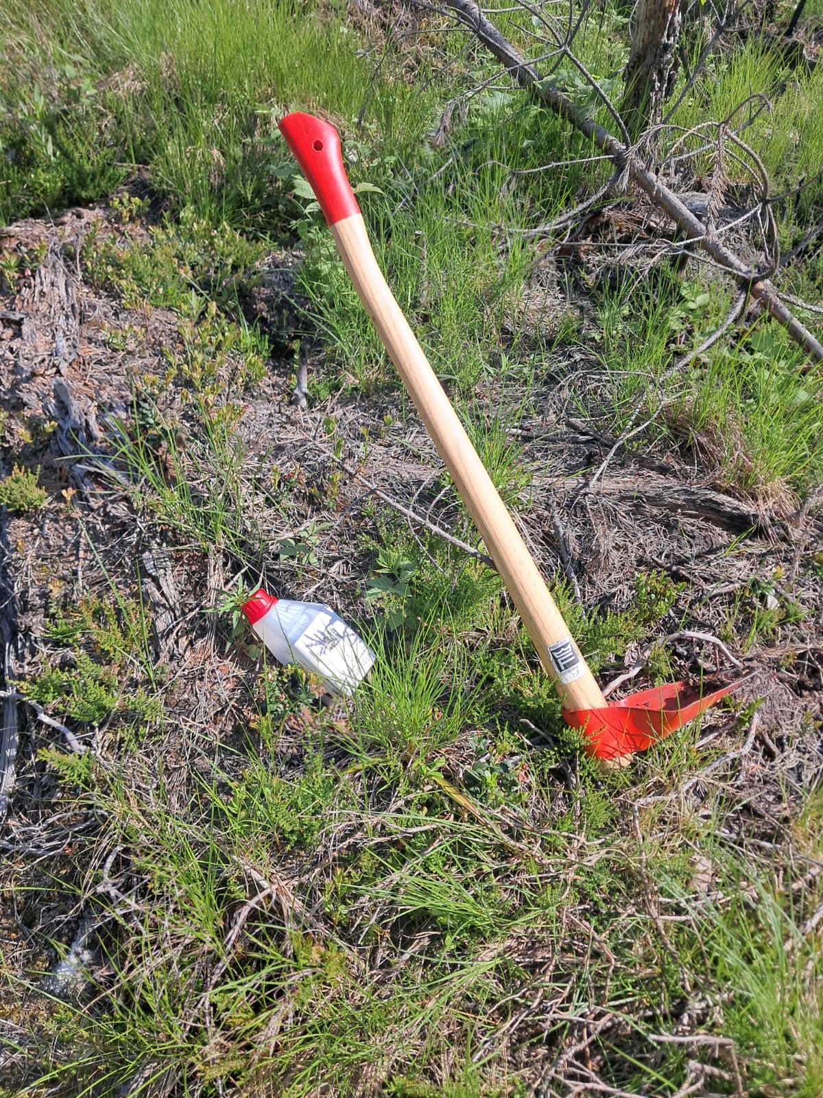 Forest work