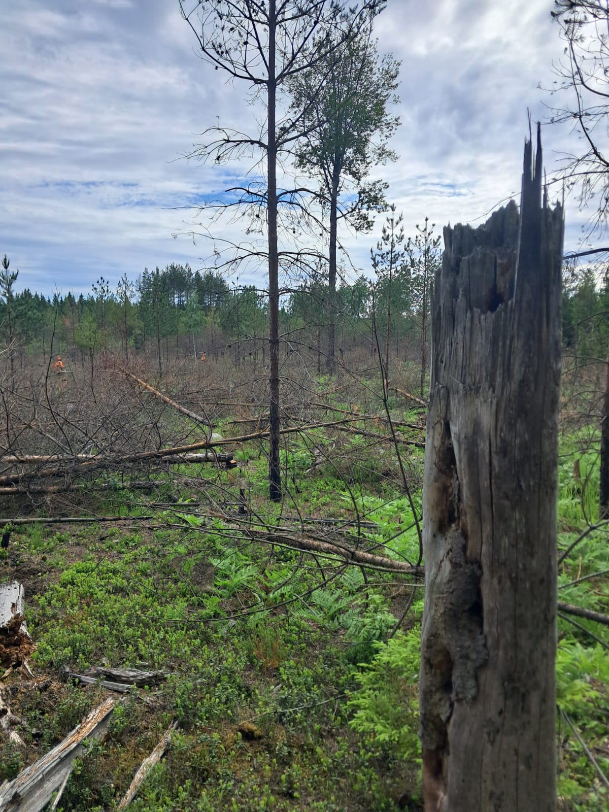 Forest work