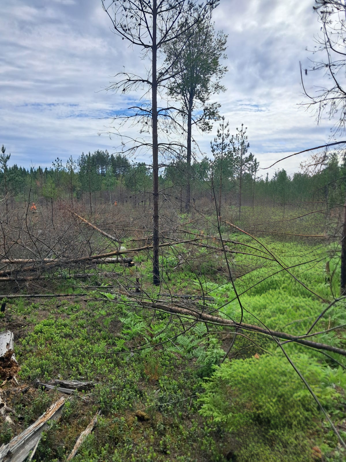 Forest work